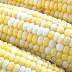 Peaches & Cream Corn Seeds | Non-GMO Hybrid Bicolor Sweet | Zea mays