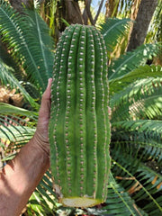 Echinopsis Hybrid Riverside Cutting | Large Unrooted 12x4 Inch | Cactus Plant | Echinopsis spp.