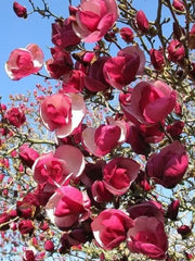 Magnolia Seeds - 5 Pack - Alexandra Variety - Fragrant LILY FLOWER TREE - Magnolia x soulangeana - US Seller
