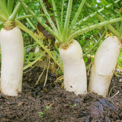 Earthquake Radish Seeds | 100+ Seeds | Soil-Breaking Variety | Raphanus sativus