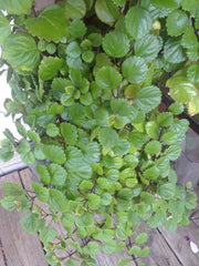 Swedish Ivy Cuttings (5) - Esquejes De Millonaria, Plectranthus Verticillatus, Indoor Houseplant Decor
