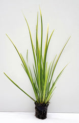 Live Golden Sweet Flag Acorus gramineus ‘Ogon’ | Hardy Aquatic Marginal Pond Plant | Bareroot Water Garden Perennial