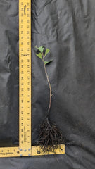 Persimmon Tree Live Bare Root 1–2 ft | Fruit Tree for Food Forest | Diospyros kaki | Edible Landscape | Cold Hardy Starter Plant
