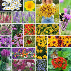 All Perennial Wildflower Mixed Seeds, 5 lb, Eden Brothers, Non-GMO, Native Wildflowers for Planting
