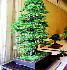 California Coast Redwood Seeds - Giant Sequoia Bonsai - Sequoia sempervirens - 20 Seeds for Home Gardening