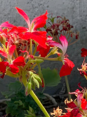 Live Geranium Cuttings 6" Red FIREWORKS Pelargonium - Unrooted Live Flower Plant