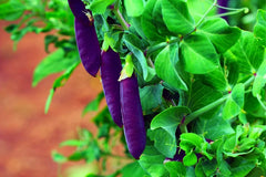 Purple Pod Pea Seeds - 10 Heirloom Non-GMO Seeds for Planting - Easy to Grow - Pisum sativum