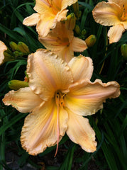 Yellow Daylily Plant - 7.5" Blooms - Yellow Apricot Variety - Hemerocallis 'Clif Hayes' Bare Root