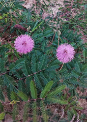 Touch-Me-Not Sensitive Plant 2" Starter Pair, Mimosa Pudica, Live Shy Shameplant, Fern-Like Foliage, Easy Houseplant, USA Seller