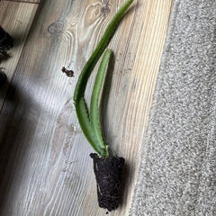 Yellow Dragon Fruit Plant | Hylocereus megalanthus | Live Bare Root Cactus Starter for Patio, Garden, or Home Orchard | 1 Count