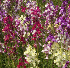 Snapdragon Seeds 10,000+ Tall Mix - Mixed Colors Annual Cut Flowers (Antirrhinum majus) - Free Shipping
