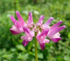 Chinese Milkvetch Seeds | 50 Pack | Astragalus sinicus | Drought-Resistant Perennial Herb