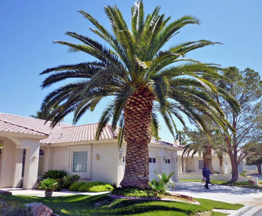 Canary Island Date Palm Seeds - 10 Pack, Hardy Fruit Plant, Phoenix Canariensis