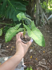 Syngonium Podophyllum Mottled Mojito Plant - Rare Live Tropical Plant in 3" Pot - Indoor Houseplant