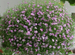 Pink Gypsophila Plant 20-30" Clump Baby's Breath Perennial Hardy Deer-Resistant Loam Soil