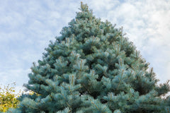 California White Fir Seeds (30) - Christmas Tree Seeds, Abies Concolor, Free Shipping