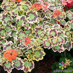 Mrs. Pollock Geranium Seeds - 25+ Colors - Pelargonium x hortorum - Perfect for Garden Planting