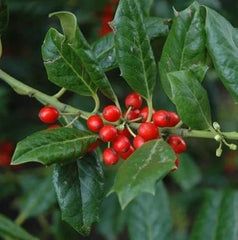 Nellie Stevens Holly Seedling Sapling Privacy Hedge Bush Tree - Ilex x attenuata 'Nellie Stevens'