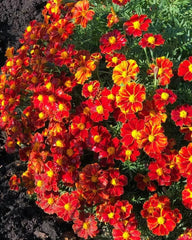 French Marigold Seeds DISCO RED Non-GMO Beneficial Flowers for Gardens Tagetes patula 100 Seeds