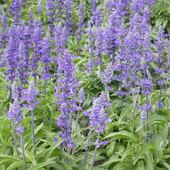 Sage Seeds 500 Pack Blue Salvia Perennial for Hummingbirds & Butterflies, Non-GMO, USA Grown