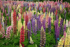 Lupine Seeds - 25+ Loopy Mix - Garden Planting - Lupinus perennis - USA