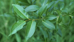 Bay Leaf Willow Tree Cuttings - 2 Live Cuttings for Rare Bay Leaf Willow Growth - Salix pentandra
