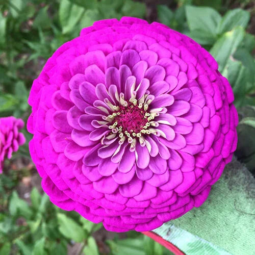 Zinnia Seeds - Giant 5" Purple Flowers - Purple Prince - Zinnia elegans - Free Shipping