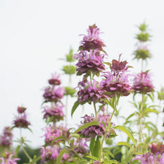Lemon Mint Seeds - 1000 Non-GMO Culinary Herb Seeds - Mentha × piperita 'Citrata' - Free Shipping USA Seller