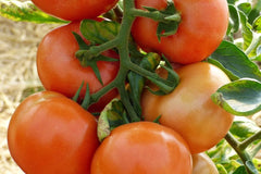 Marglobe Supreme Tomato Seeds 100 Ct | Heirloom Non-GMO Vegetable | Solanum lycopersicum