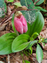 Pink Lady's Slipper Bare Root Plants, Cypripedium Acaule, Mature Variety, Perfect for Gardens and Landscaping