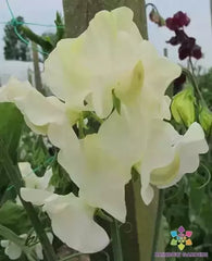 Castle of Mey Sweet Pea Seeds - 50+ Seeds for Garden Planting - Lathyrus odoratus - USA