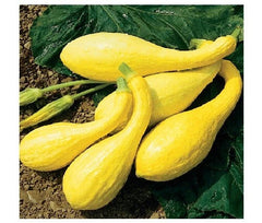 Early Crookneck Summer Squash Seeds - Golden Yellow Heirloom (55 Days) - Creamy Flavor - 20 Seeds