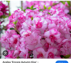 Encore Autumn Kiss Azalea Starter Plant - Deciduous Well-Rooted Variety - Rhododendron x 'Autumn Kiss'