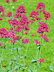 Red Valerian Seeds, 101 Count, Easy to Grow, Centranthus ruber, Jupiter's Beard, Flowering Garden Plant