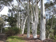 Red Spotted Eucalyptus Seeds - 50 Perennial Flower Seeds - Eucalyptus cinerea - Ideal for Gardens and Landscapes