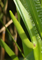 35 Seeds - Sweet Flag Fragrant Ornamental Reed Grass - Acorus calamus - Buy 15, Ships Free