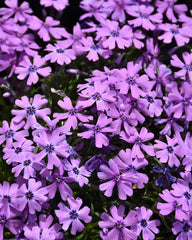 Purple Beauty Moss Phlox Seeds - 100+ Pack for Garden Planting - Phlox subulata - USA