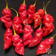 Spanish Naga Hot Pepper Seeds - 25+ Pack for Garden Planting - Capsicum chinense - USA Grown - Free Shipping