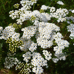 Yarrow Seeds - 2250 Count - White Perennial - Achillea millefolium - Non-GMO, Garden Planting Seeds