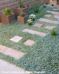 Dichondra Repens Seeds - 1000 Count - Evergreen Lawn Leaf Ground Cover - Jocad Variety