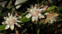 Orchid Cactus Cuttings - 5 Pieces, Rhipsalis dissimilis, White Flowers, Indoor Plant, Succulent Decor
