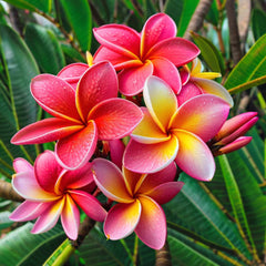 Plumeria Seeds - 5 Orange Pink Hawaiian Flower Seeds - Perennial Plant (Plumeria spp.)