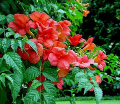 Orange Trumpet Creeper Vine Live Starter Plant Campsis Radicans Hummingbird Butterfly Attractant 2-Year-Old Rooted Bare Root