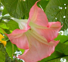 Sunset Angel Trumpet Seeds - 10 Brugmansia Datura Flowers - Exotic Garden Seeds for Planting