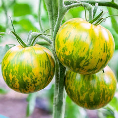 Green Zebra Tomato Seeds, 30 Count, Non-GMO, Heirloom Variety, Solanum lycopersicum