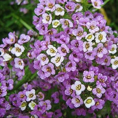Sweet Alyssum Seeds - Dwarf Royal Carpet - 4" Ground Cover Perennial - Non-GMO - 1000 Seeds - Low Maintenance Garden Plant