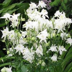 Columbine Seeds 100ct Crystal Star White Perennial Non-GMO Pollinator-Friendly Aquilegia spp.