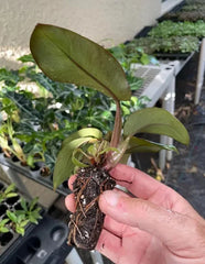 Philodendron Black Cardinal (Philodendron erubescens) Live Plant 3-5” Tall - Rare Dark Foliage Houseplant - Bareroot Starter