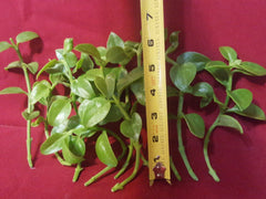 24 Aptenia Cordifolia Red Apple Cuttings | Unrooted 4–6” Sun Rose Cuttings | Succulent Ground Cover for Rooting & Landscaping