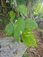 Giant Variegated Golden Pothos Plant 3.5" Pot 16" Climbing Hawaiian Style (Epipremnum aureum)